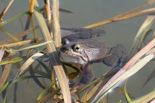Frog11