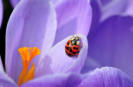 In spring