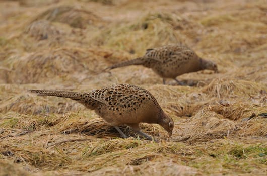 Pheasant hens 2