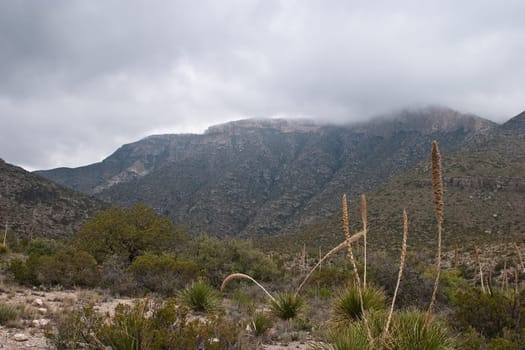 Guadalupe Mountains