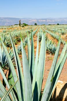 Agave cactus field in Mexico