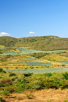 Agave cactus field landscape in Mexico