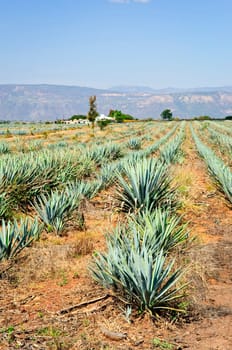 Agave cactus field in Mexico