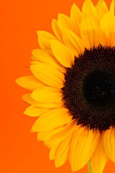 Sunflower closeup