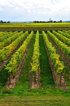 Vineyard
