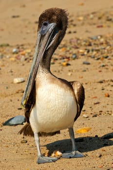 Pelican on beach in Mexico