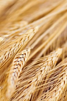 Wheat ears