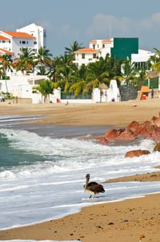 Pelican on beach in Mexico