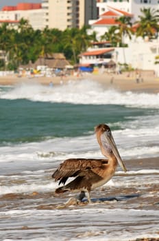 Pelican on beach in Mexico
