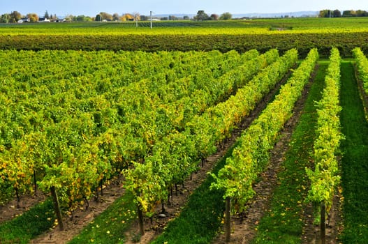 Vineyard
