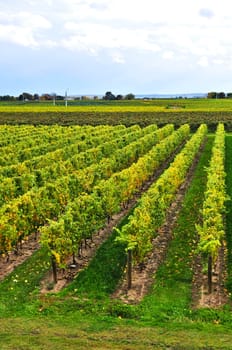Vineyard