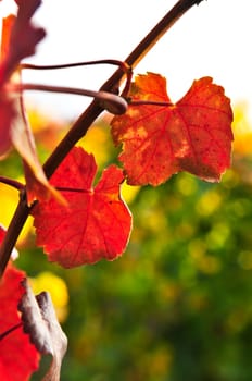 Closeup of vine leaves