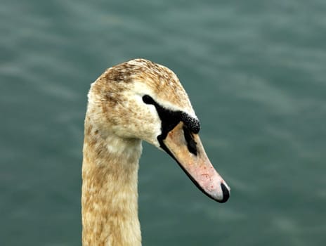 Young mute swan