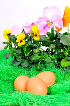 Easter Flowers Spring