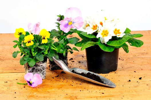 Planting Time Spring
