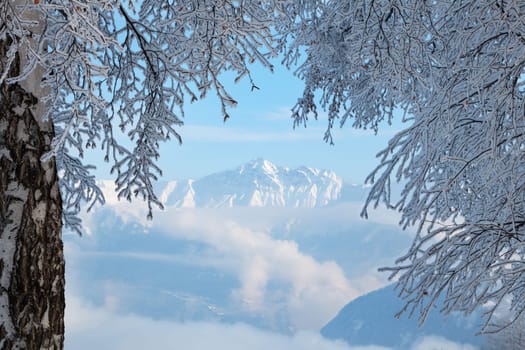 snowy berries
