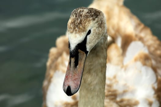 Young mute swan,Cygnus olor,with juvenile plumage