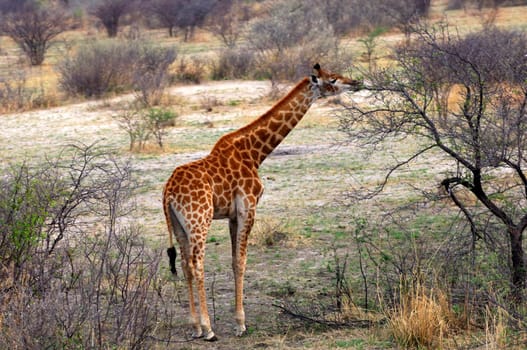 Giraffe grazing