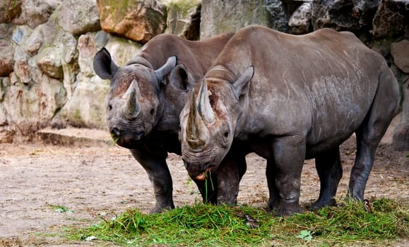 Rhinos