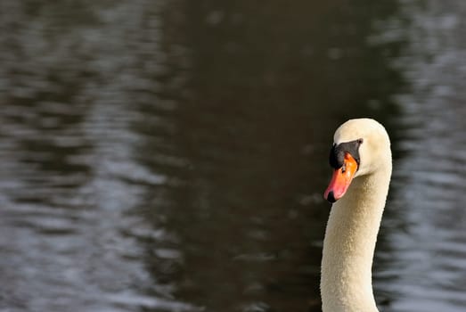 gooseneck