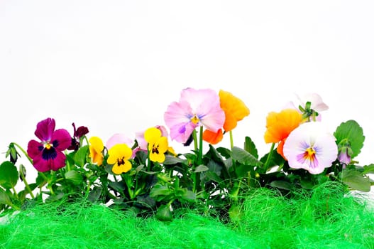 Flowers Background