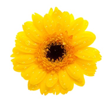 Gerbera yellow with water drops
