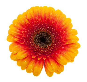 Gerbera orange with water drops