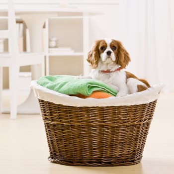 Dog sitting in laundry basket. Square format.