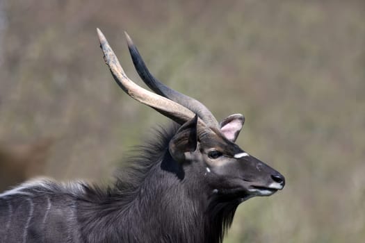 Nyala Antelope