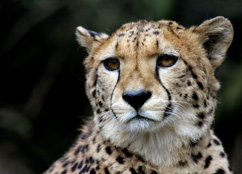 CheetahPortrait