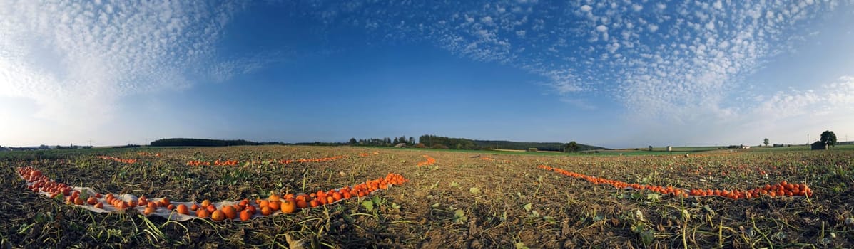 Pumpkin Field Panorama
