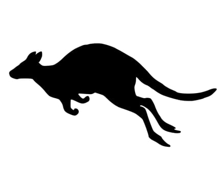 Kangaroo