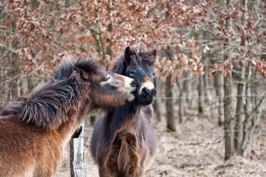 Exmoorponies - Horse Kiss