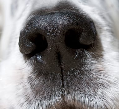 Nose