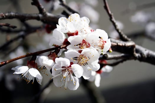 Apricot flowers