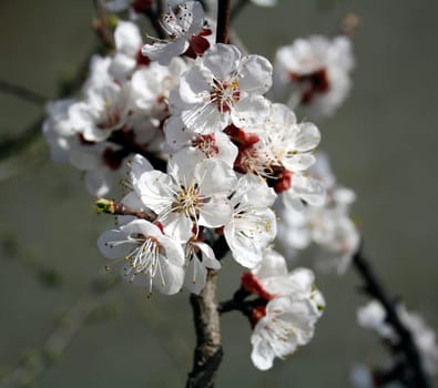 Apricot flowers