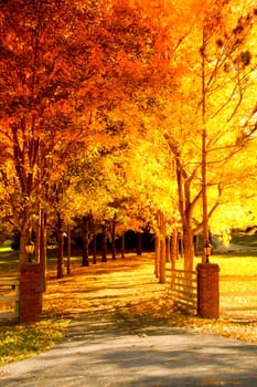 Fall alley