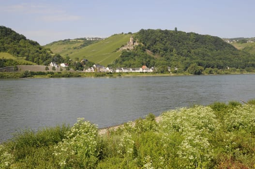 Rhine near Rheindiebach