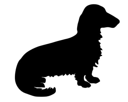 Long-haired dachshund