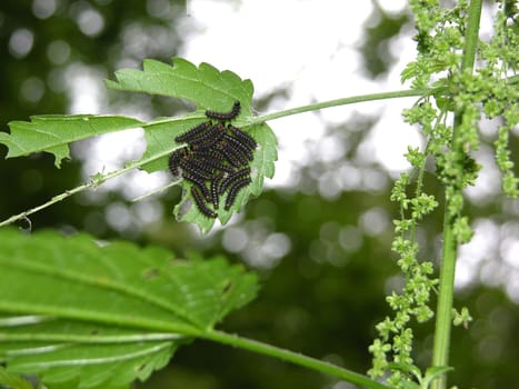 Ravenous caterpillars