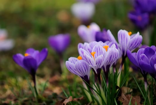 Crocuses 2