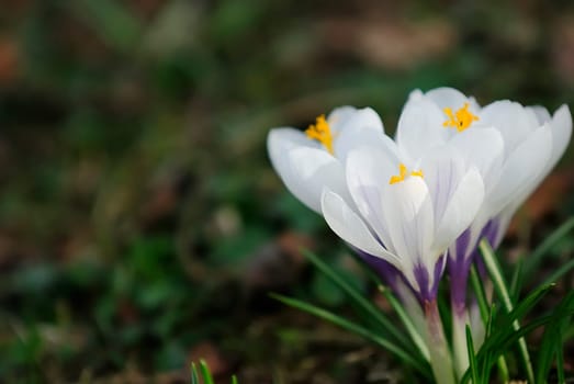 Crocuses 3