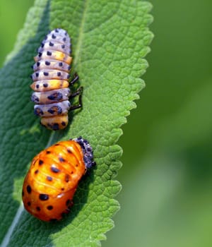 Ladybug larvae