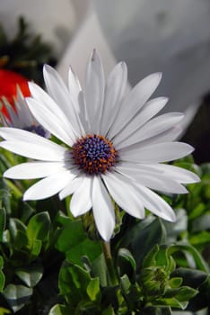 Cape basket