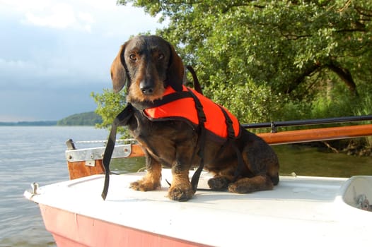 Dachshund with life jacket 3