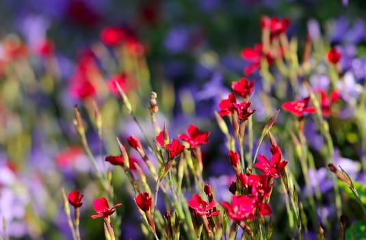 Rock Garden Flowers