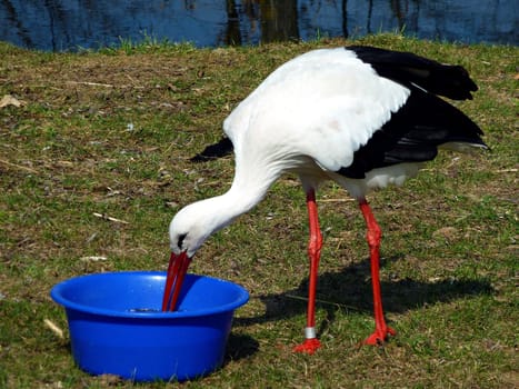 Stork