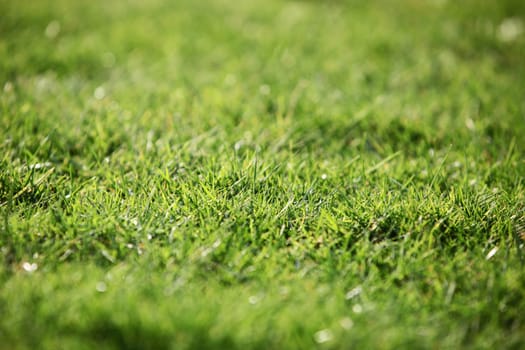 Green lawn