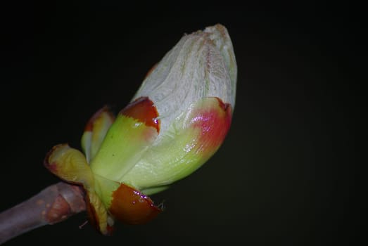 MACRO SHOT OF BLOOMING SPRING