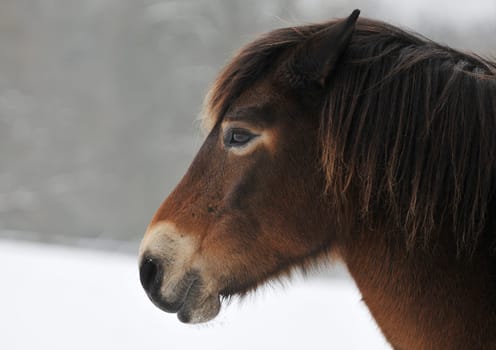 The rare Exmoor pony is an endangered breed. There are about 800 animals worldwide.